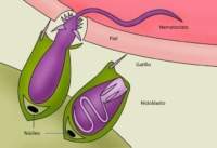 Esquema de picadura de medusas
